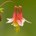Columbine