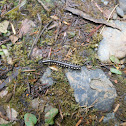 Yellow spotted millipede