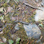 Yellow spotted millipede