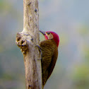 Carpintero verdidorado