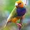 Australian Gouldian Finch