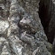 grey tree frog