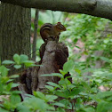 Eastern Chipmunk