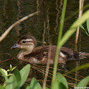 Mallard duckling