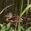 Mallard duckling