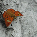 fulvous pied flat