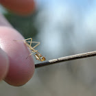 Praying Mantis Nymph