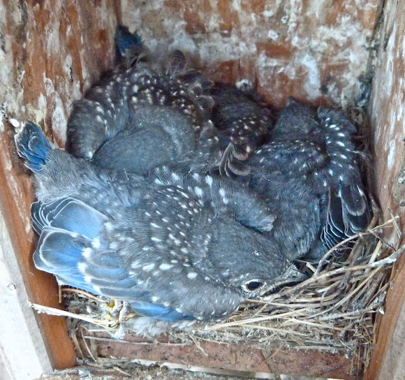 Spotting Image 1