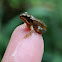 Unknown Frog