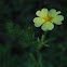 Rough-fruited Cinquefoil