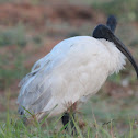 Black-headed Ibis