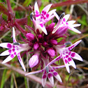 Mountain Lobelia