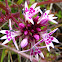 Mountain Lobelia