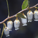 Leatherleaf