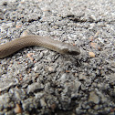 Western smooth earth snake