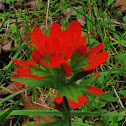Indian Paintbrush