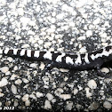 Marbled Salamander