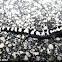Marbled Salamander