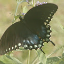 Spicebush swallowtail