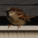 House Sparrow