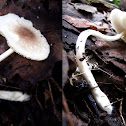 unknown mushroom