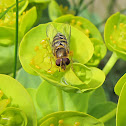 Hoverfly