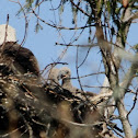 Bald Eagle (eaglets)