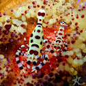 Coleman Shrimp