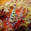 Coleman Shrimp