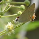 Gray Hairstreak