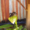 Leaf Footed Bug