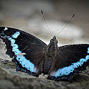 Blue Admiral