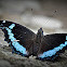 Blue Admiral