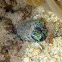 Humming-bird Bobtail Squid
