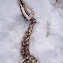 White tailed deer