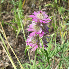 Horse Mint