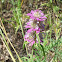 Horse Mint