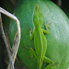 Carolina anole