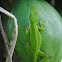 Carolina anole