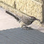 Cactus Wren