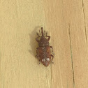 Northern Pine Weevil