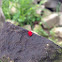 Velvet mite