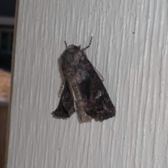 Spotting Image 1