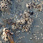 Acorn Barnacle