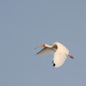 White ibis