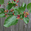 Mulberry