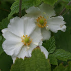 Japanese Anemone/Anemoon