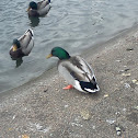 Mallard