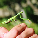 Praying Mantis