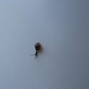 Snail